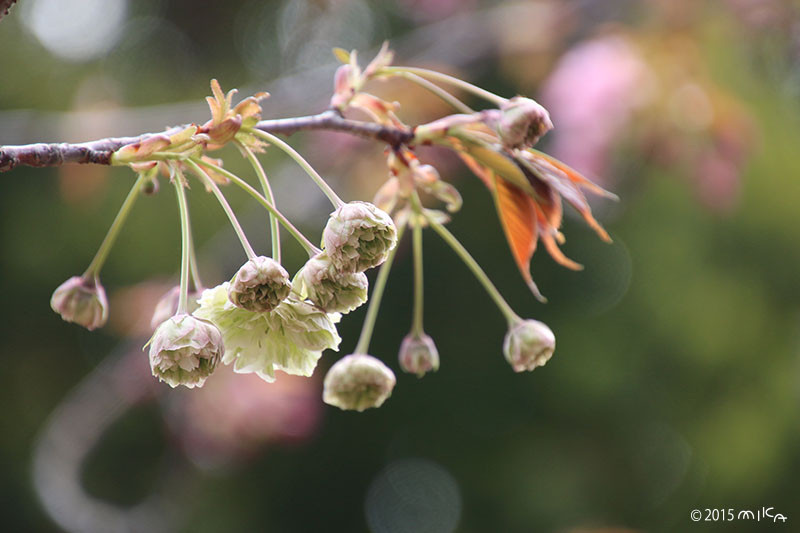 園里黄桜（そのざときざくら）平成27年の始めての花／桜の通り抜け