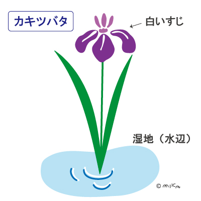 カキツバタ