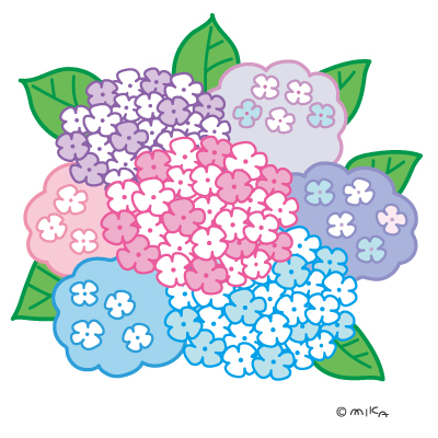 あじさい満開