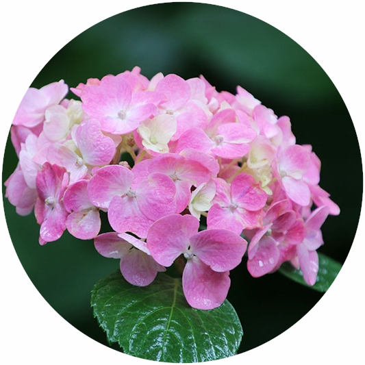 四季の花と実