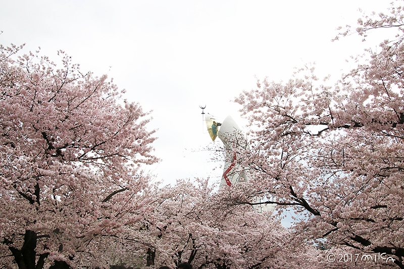 桜並木に太陽の塔（万博記念公園自然文化園）