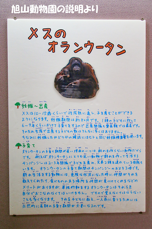 旭山動物園のメスのオランウータンの説明