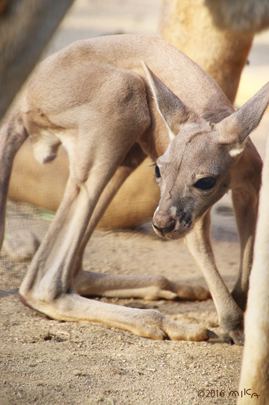 お母さんから 離れたばかりの 子どものカンガルー①
