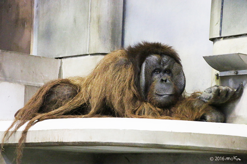 ボルネオオランウータンのオス「ジャック」④（旭山動物園）