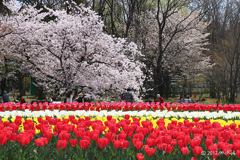 万博の桜まつり（チューリップも満開）