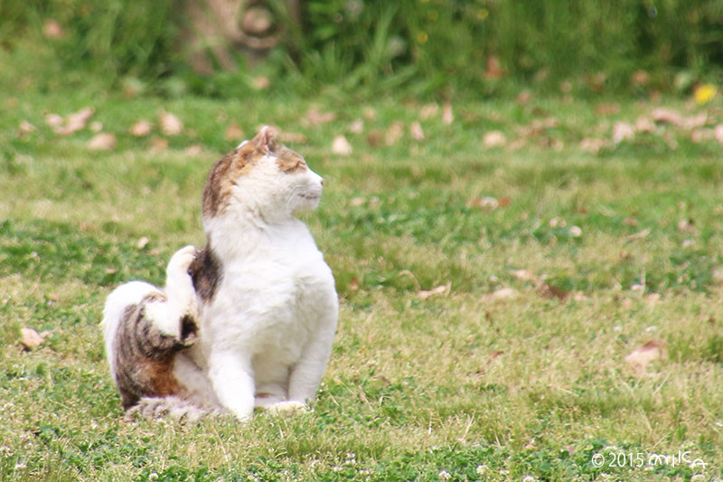 ねこ 顔をかく