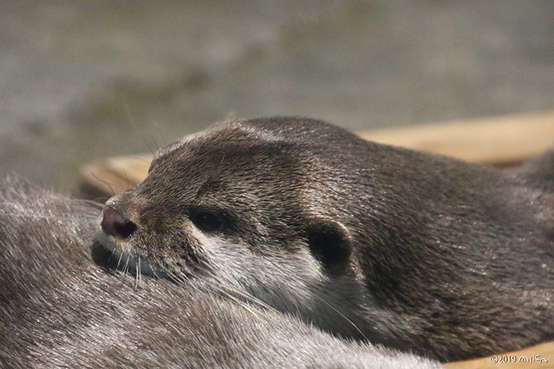 コツメカワウソ（ニフレル）
