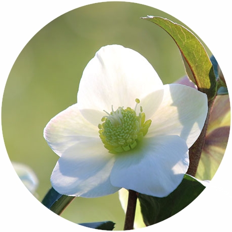 四季の花と実