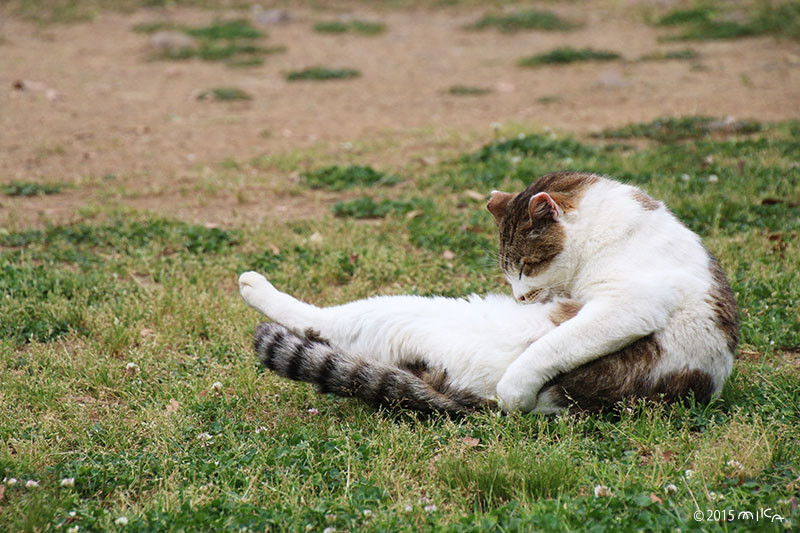 ねこ からだをなめる