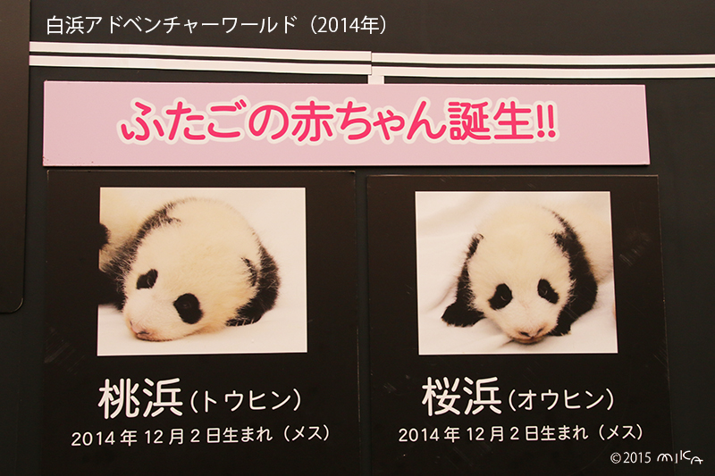 白浜アドベンチャーワールドでパンダにふたごの赤ちゃん誕生（桜浜と桃花）2014年