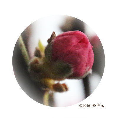 ももの花のつぼみ（３月）