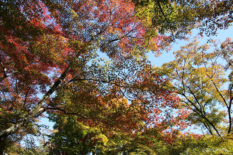 ほんのり紅葉（11月上旬 関西）