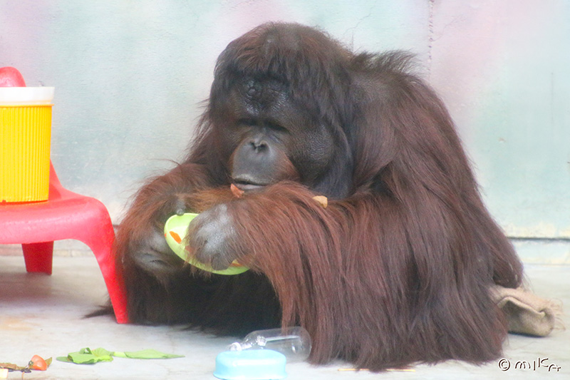 オランウータン「ムム」のお食事タイム③（神戸市立王子動物園）