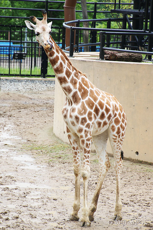 メスのアミメキリン全身（結ちゃん／旭山動物園）