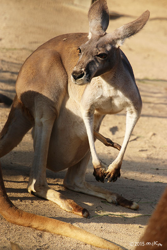 カンガルー