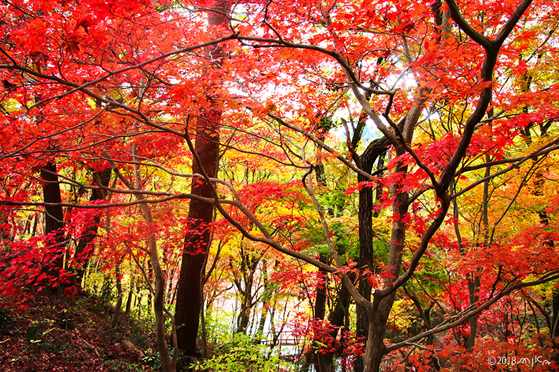 紅葉する森（神戸市立森林植物園）