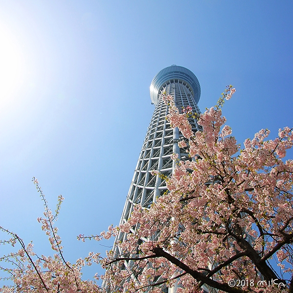 東京スカイツリー