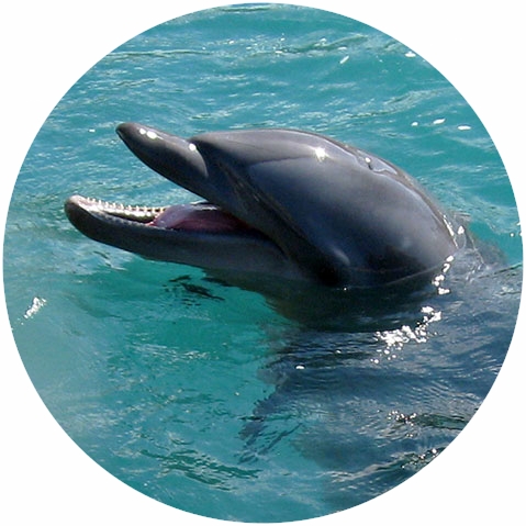 生き物