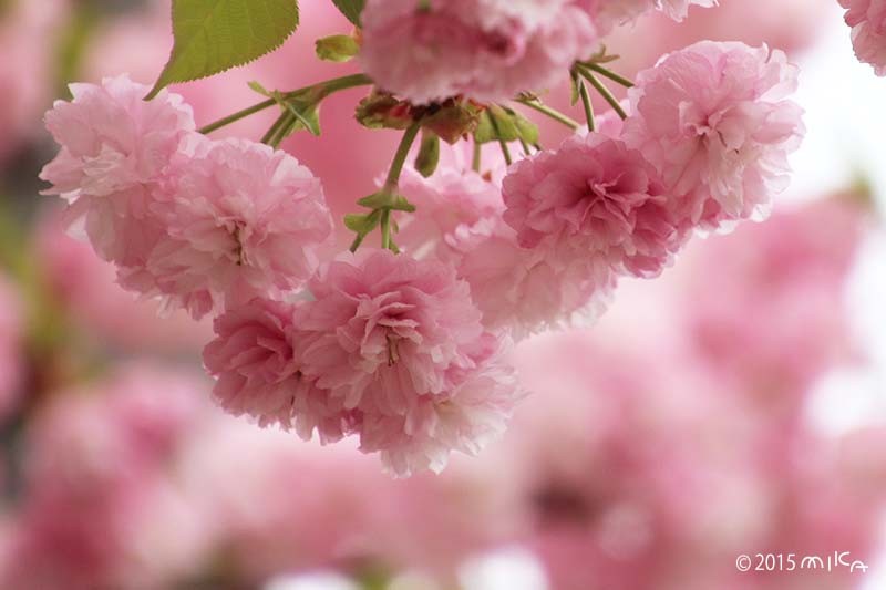 松前琴糸桜（まつまえこといとざくら）平成26年の「今年の花」