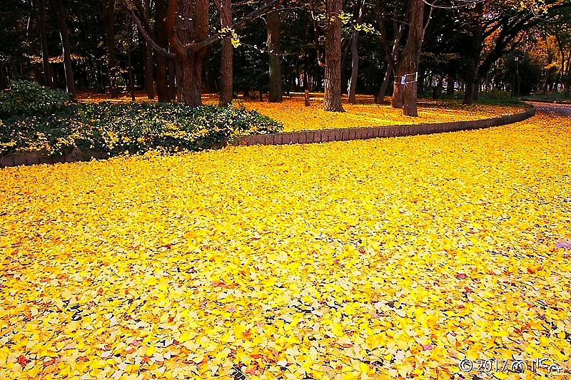 イチョウの落葉