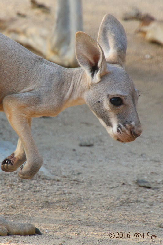 子どものカンガルー