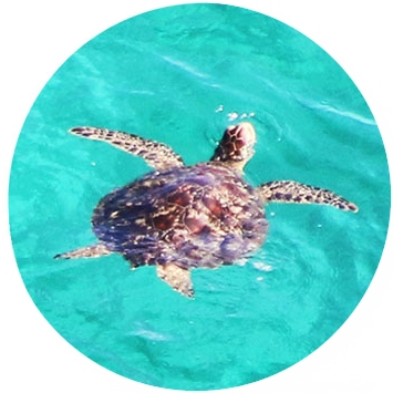 生き物