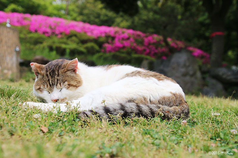 ねこ また寝てしまう