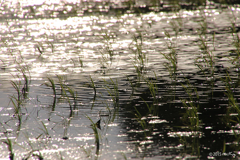 夕焼けの水田