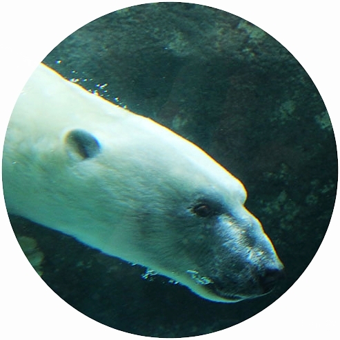 生き物図鑑