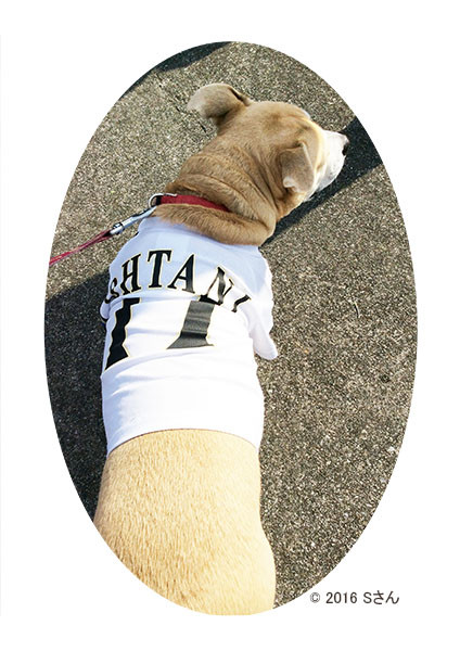 日本ハムの選手たちを見守る大谷犬（大阪府Sさん）