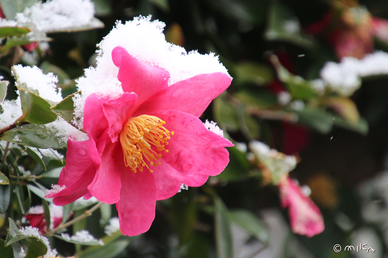 雪のツバキ②