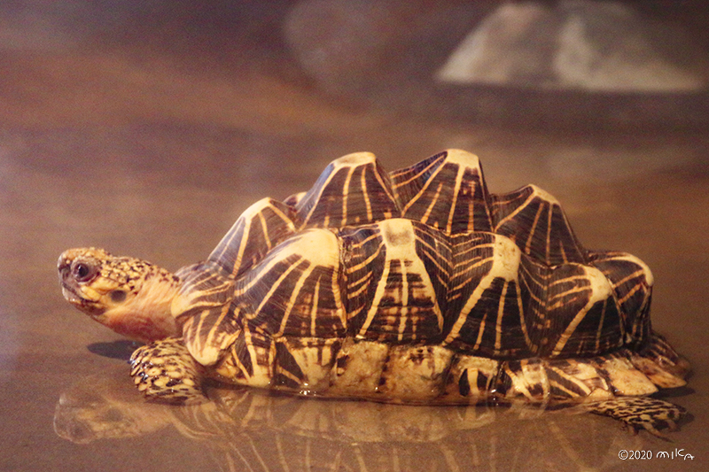 インドホシガメ（神戸市立王子動物園）