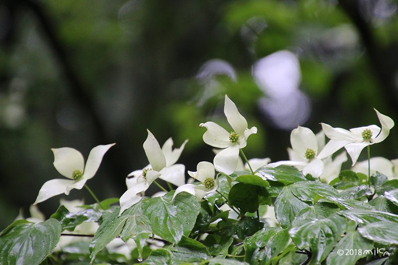 ヤマボウシ（５月頃）