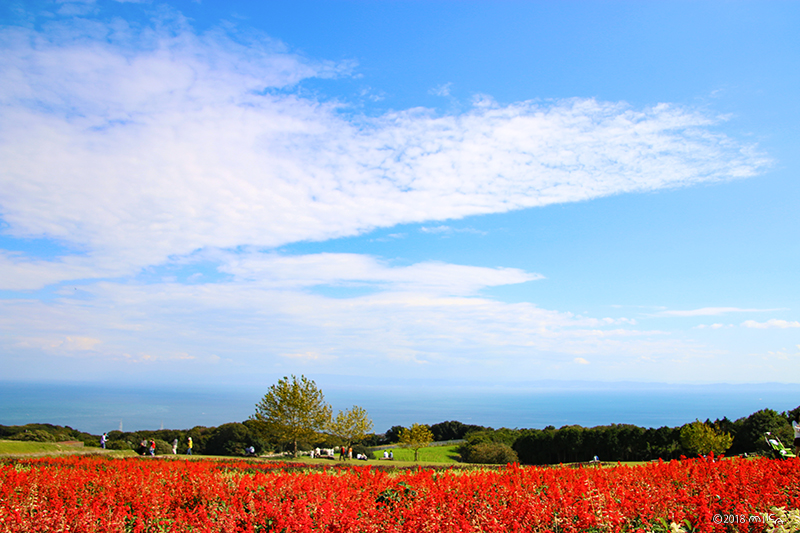 サルビアの丘（あわじ花さじき10月上旬）