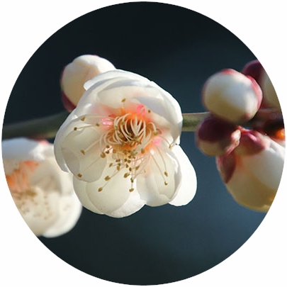 四季の花と実