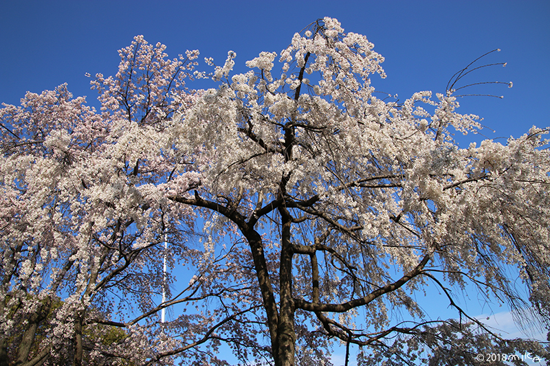 桜の大木