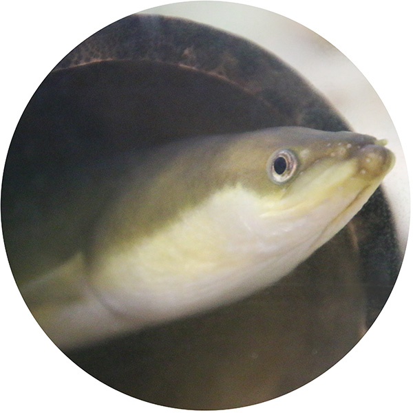 ウナギ