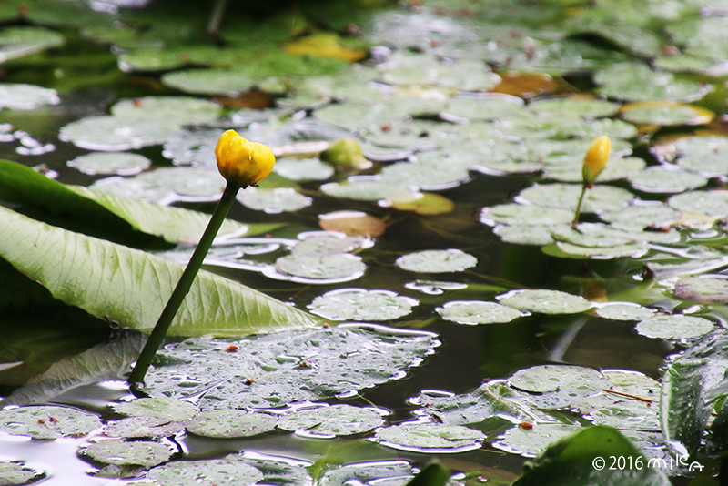神戸市立森林植物園