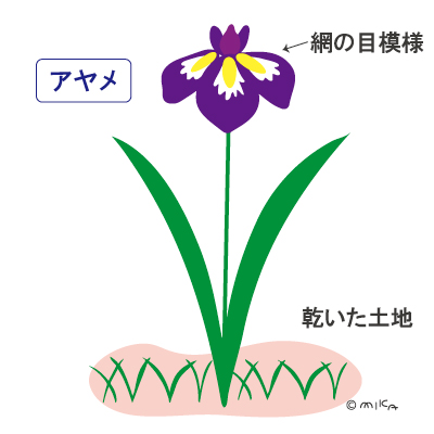 アヤメ