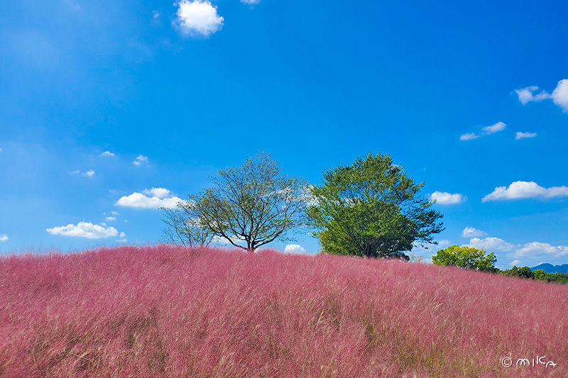 ミューレンベルギアカビラリスの丘②（万博記念公園）