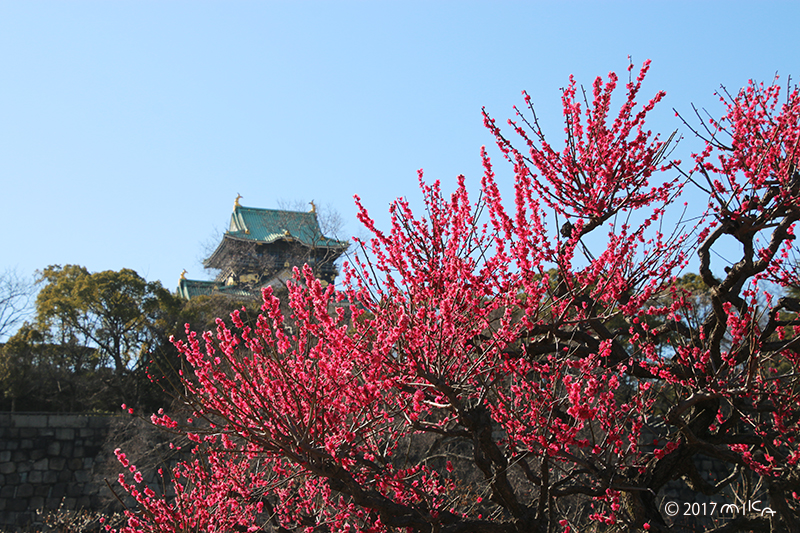 大阪城と梅林④（３月上旬）