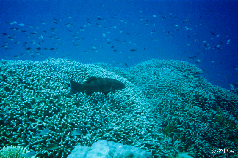 サンゴ礁の海（オーストラリア）