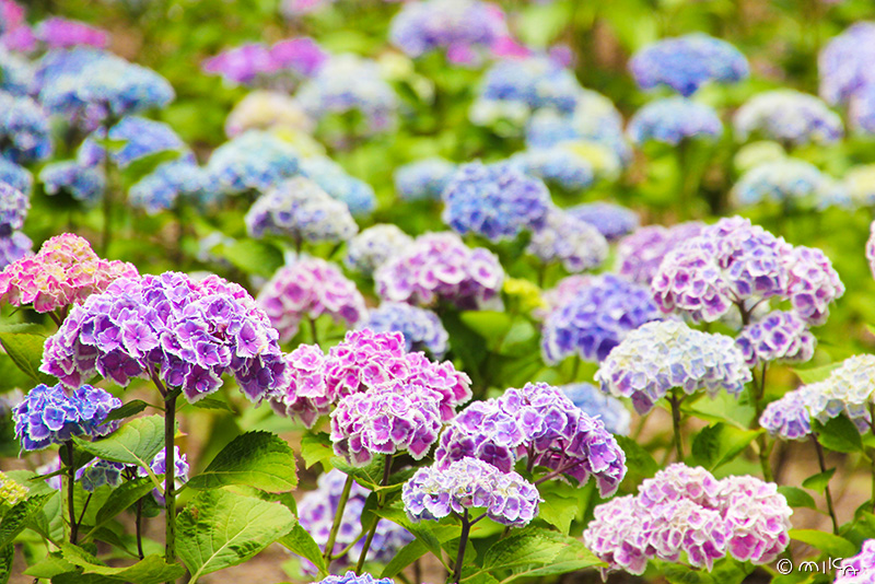 あじさい(hydrangea) - 『工房momo』 あじさい(hydrangea) - 『工房momo』