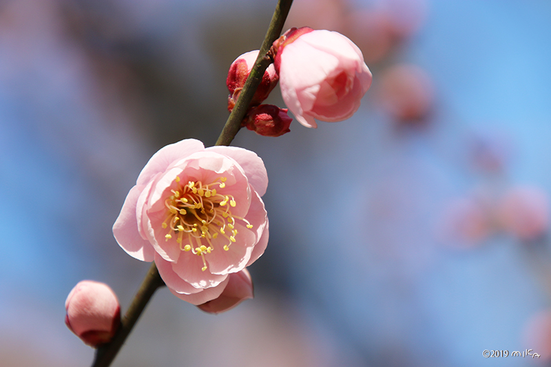 紅梅（北野天満宮）