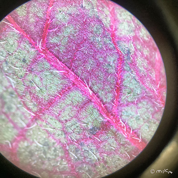 ヒマワリの葉（吸水実験）