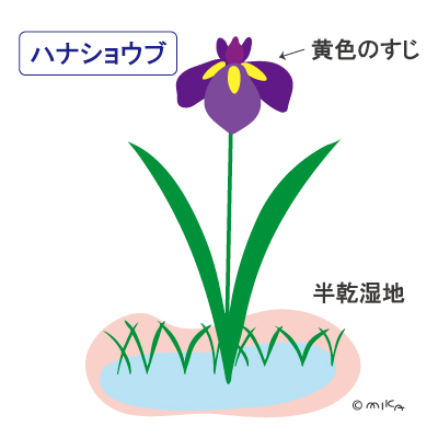 ハナショウブ