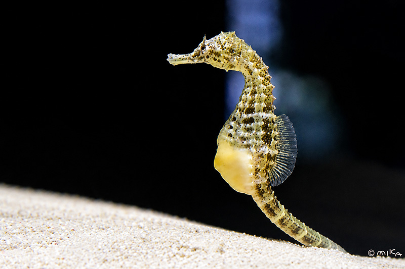 タツノオトシゴ