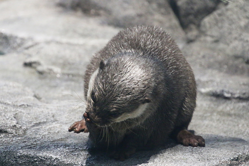 コツメカワウソまるまる（海遊館）