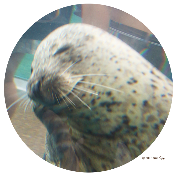 アザラシ