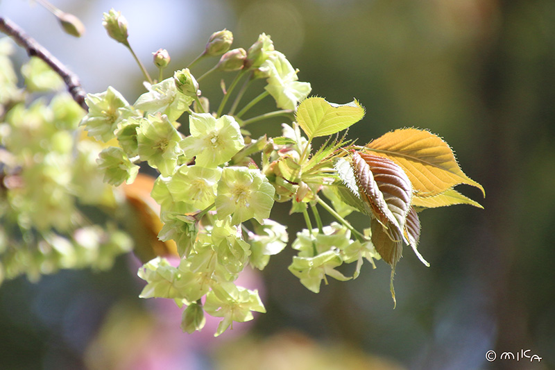 御衣黄（ぎょいこう）令和８年と平成16年の「今年の花」／造幣局